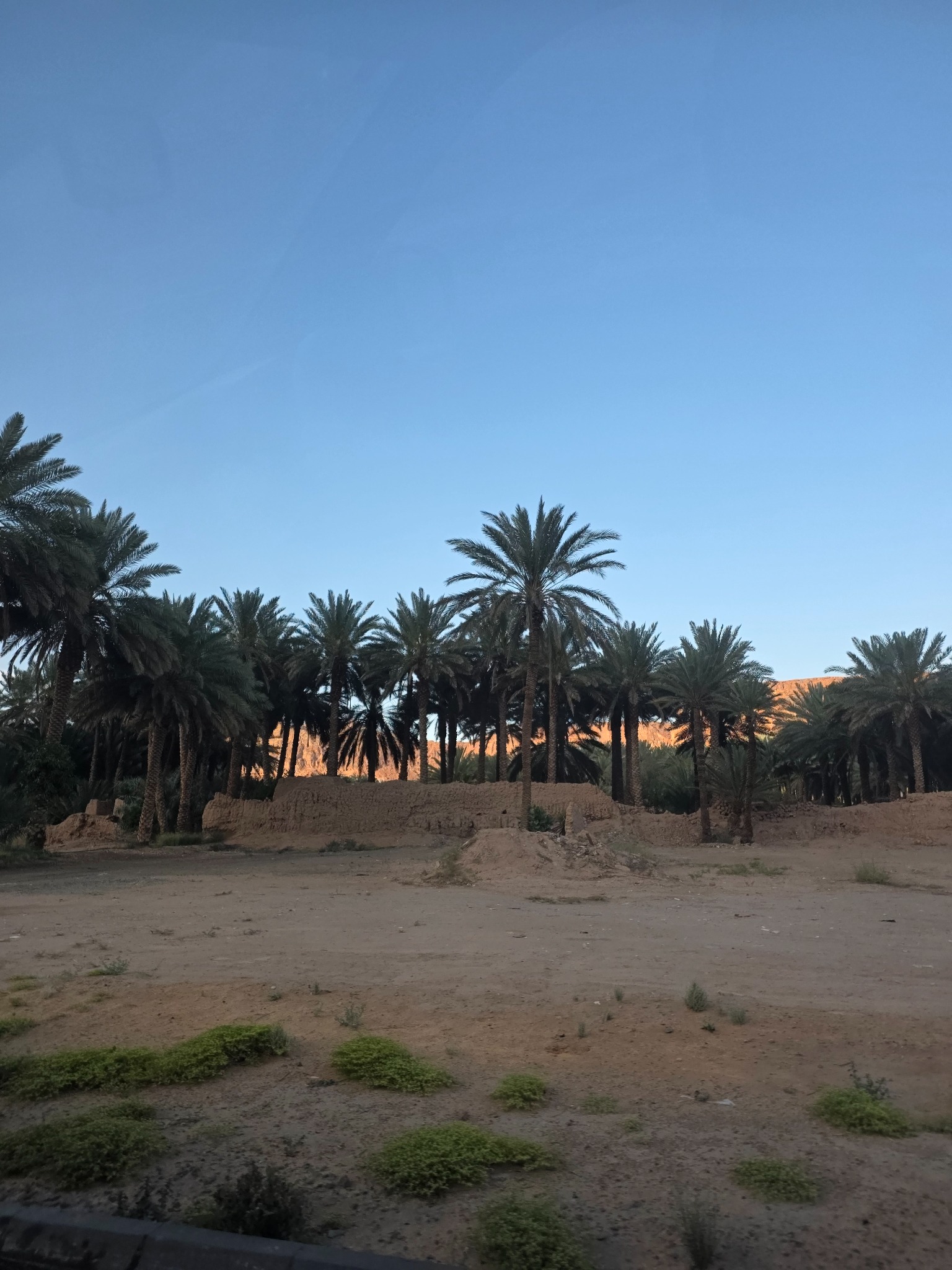 Palmeras y antiguas construcciones de tierra en el oasis de AlUla.