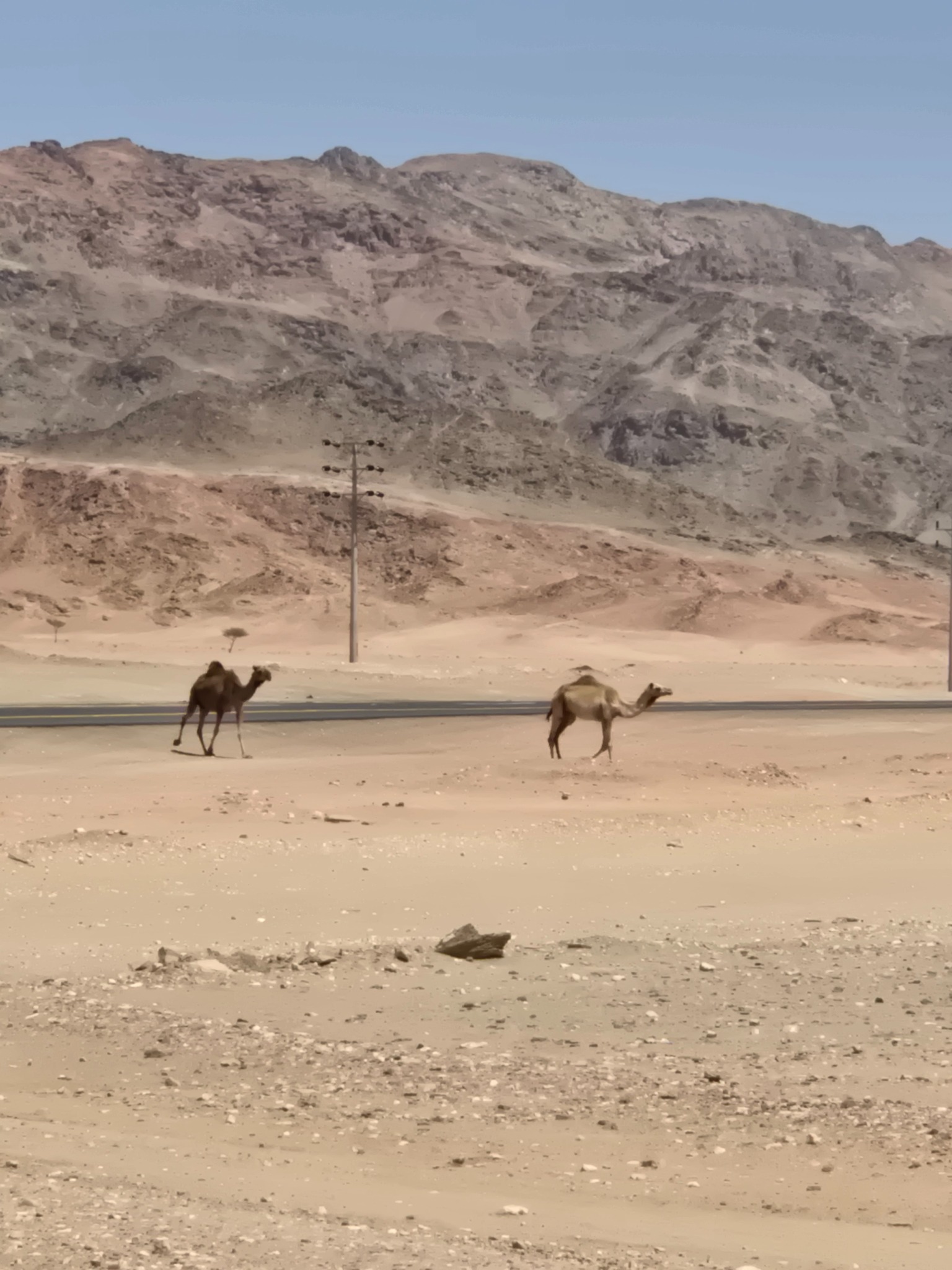 Camellos junto a la ruta durante el trayecto hacia el interior.