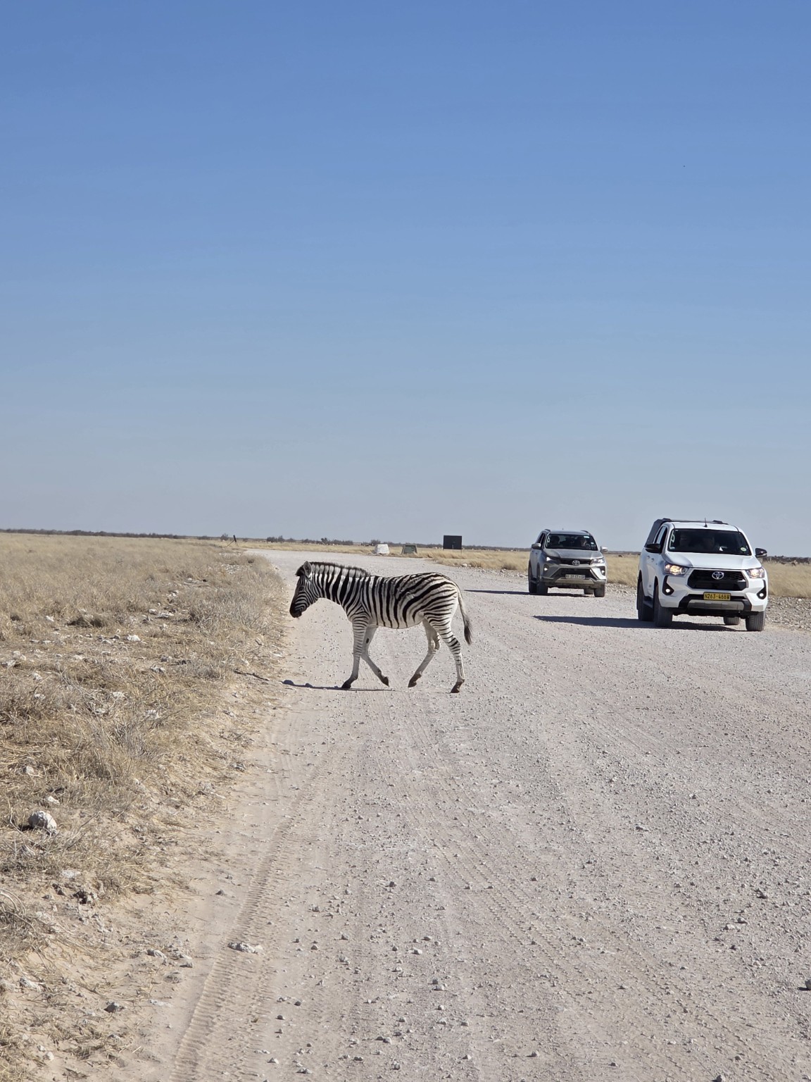 En Etosha, los animales tienen siempre prioridad.
