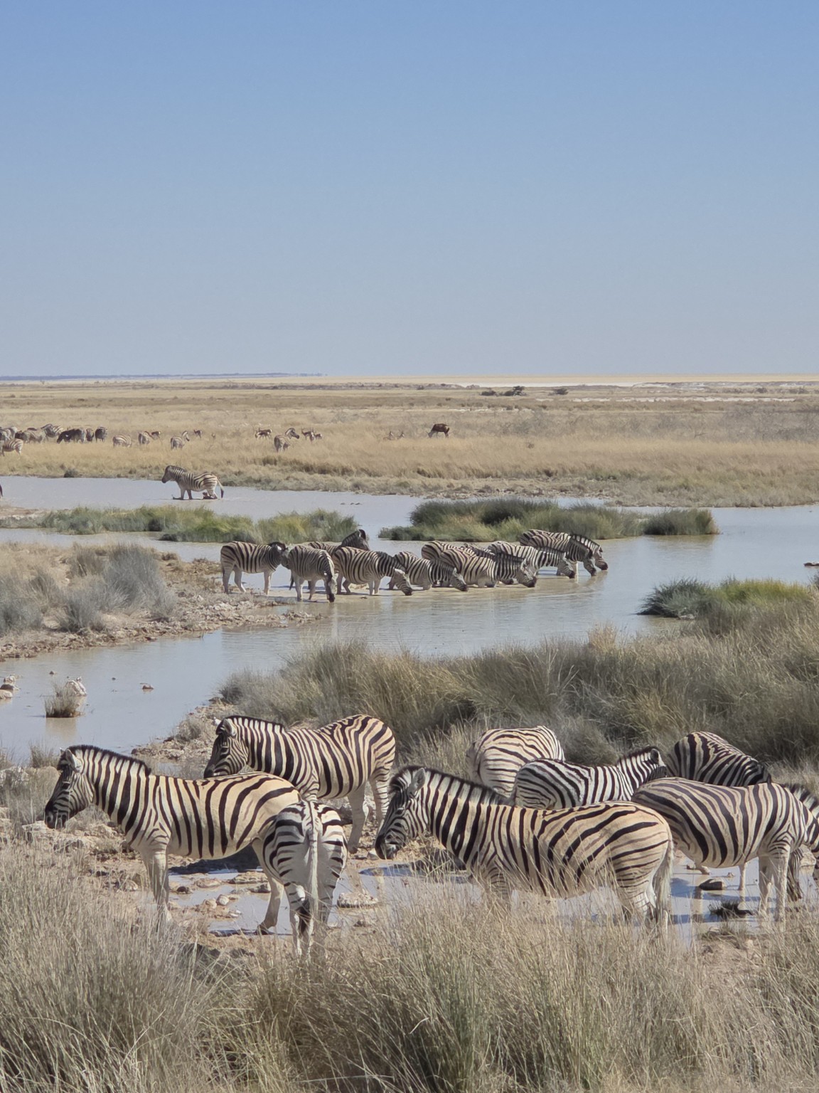 Cebras reunidas alrededor de uno de los puntos de agua de Etosha.
