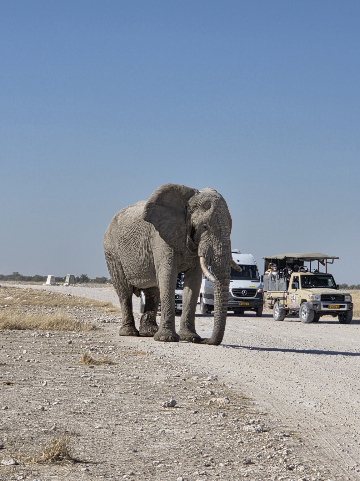 Un elefante cruzando entre los vehículos del parque.