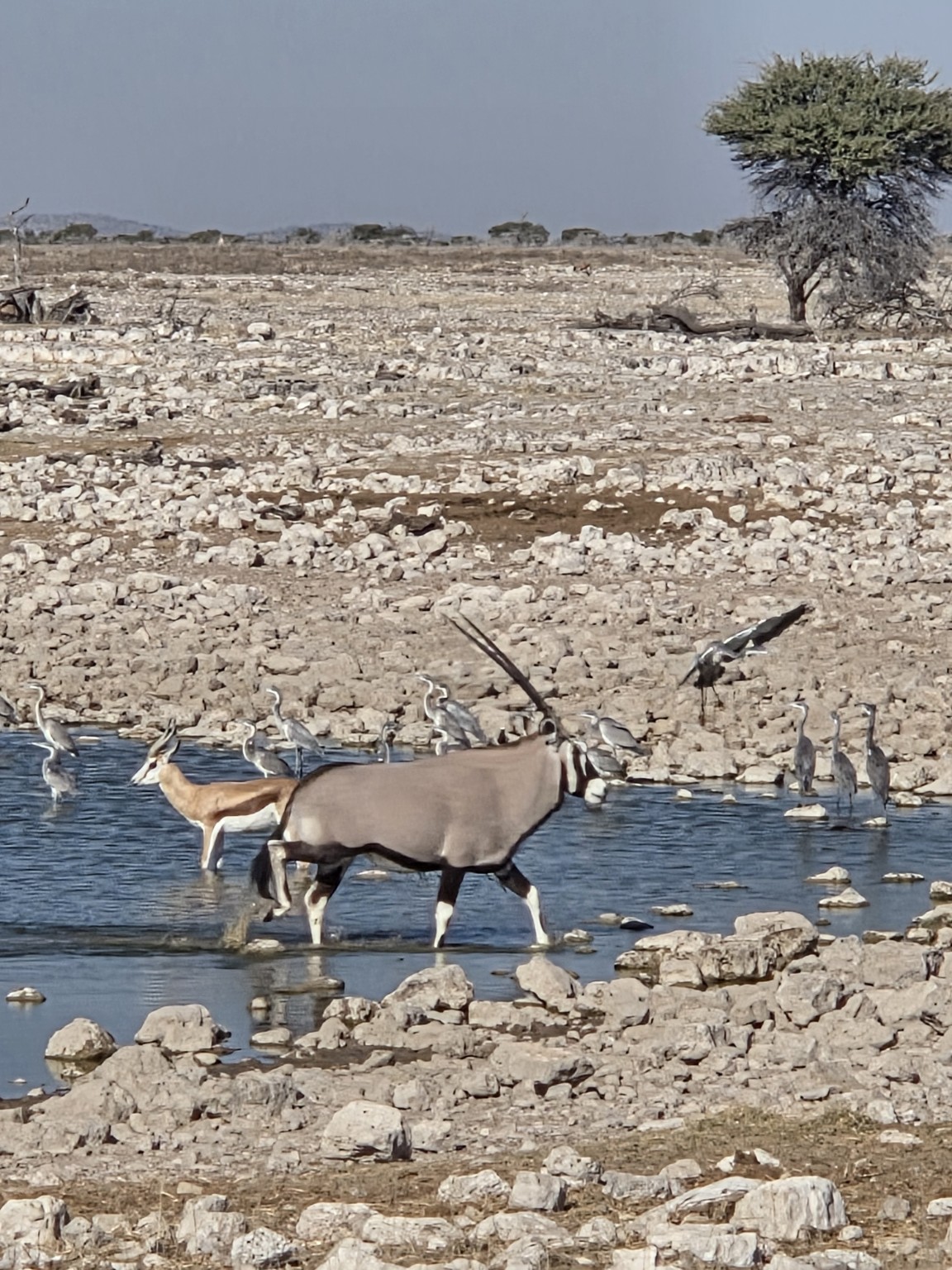 Un órix junto al agua, una de las imágenes características de Namibia.
