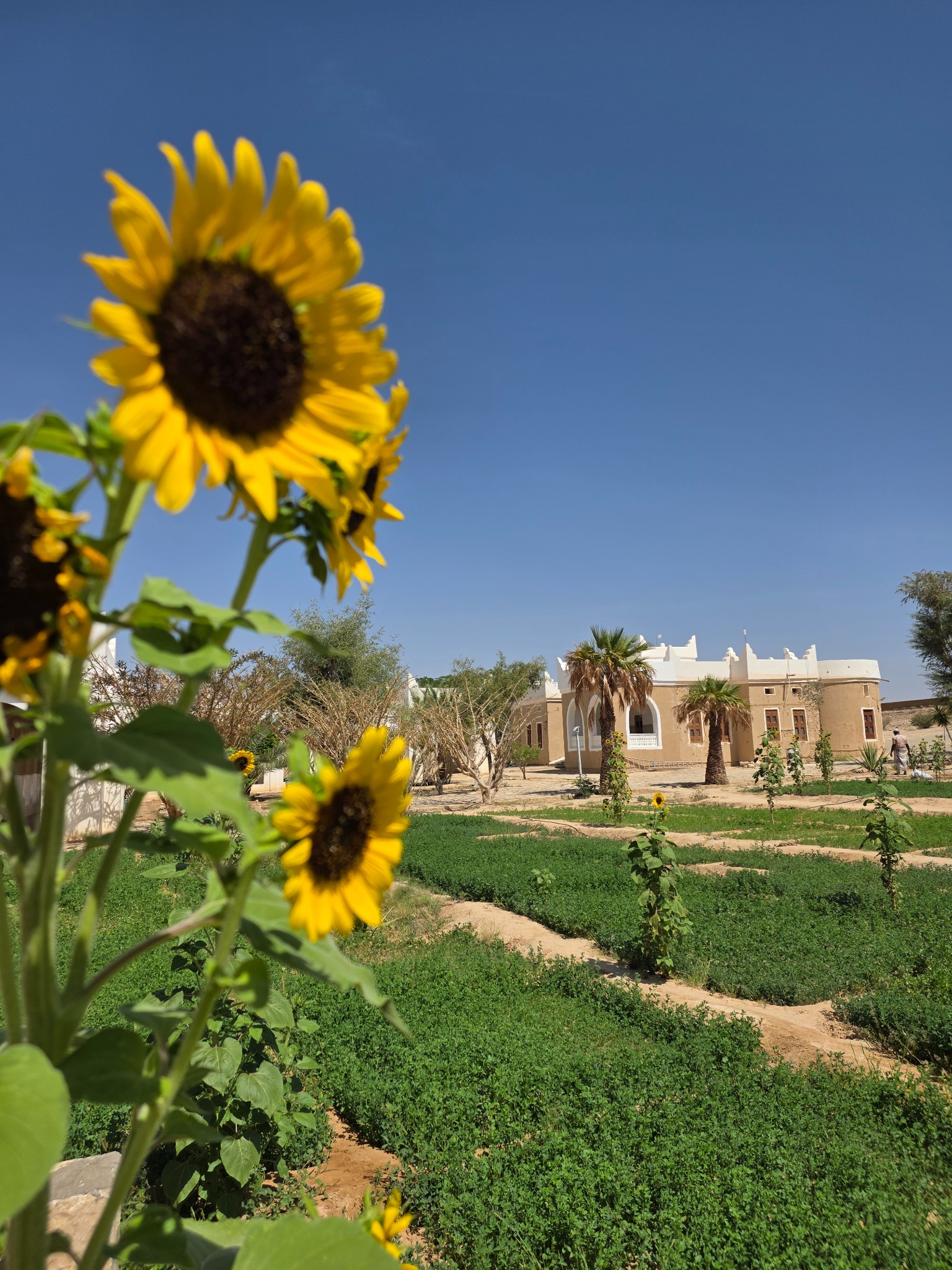 Girasoles y cultivos verdes en medio del paisaje árido de Hadramaut.